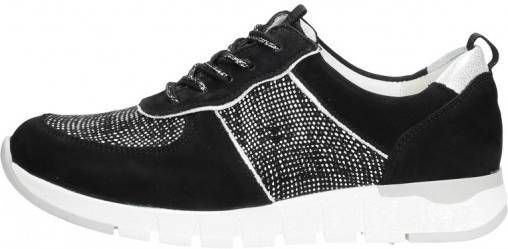 Waldläufer H-petra  Zwart